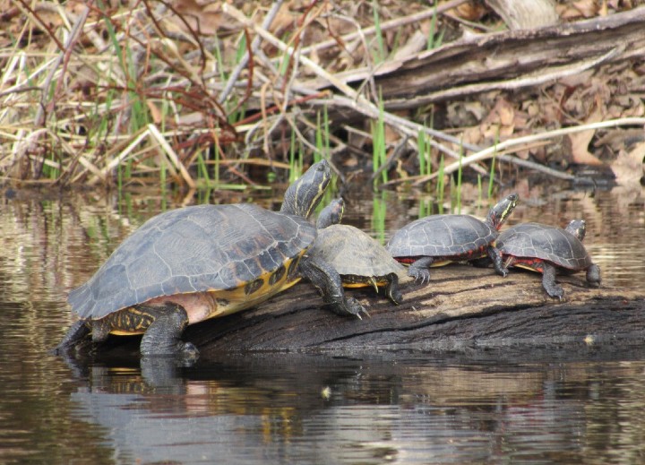 Turtle Combo